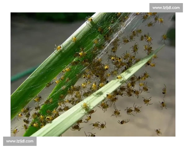 小蜘蛛的警示：世俱杯细节如丝，疏漏即失良机